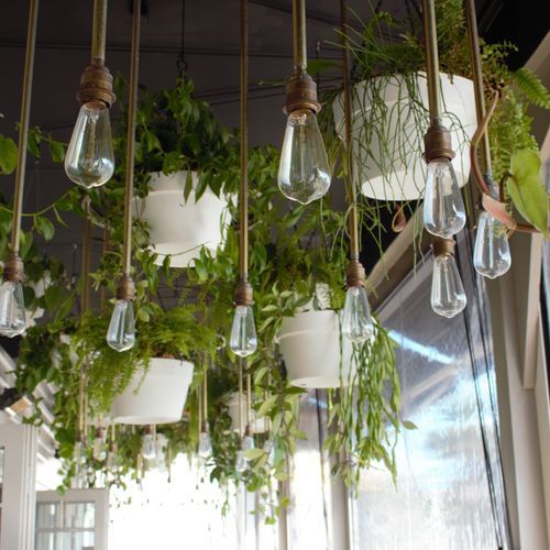 Vertical Live Plant Installations