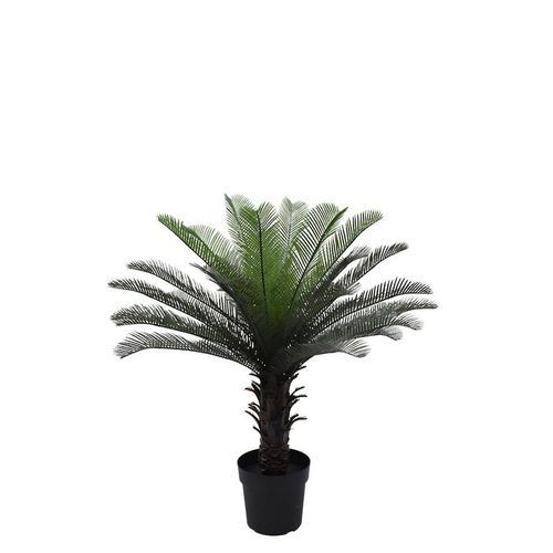 Cycas Palm Tree Potted 90Cm