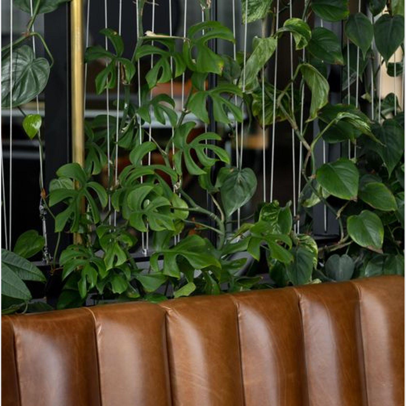 Green Screens Plant Wall | GreenAir gallery detail image
