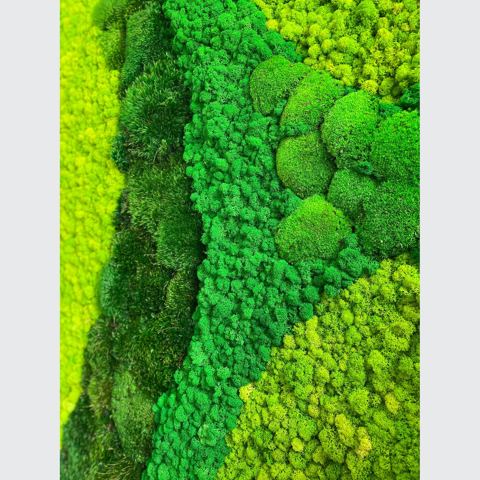 Moss Wall Art - Cordillera gallery detail image