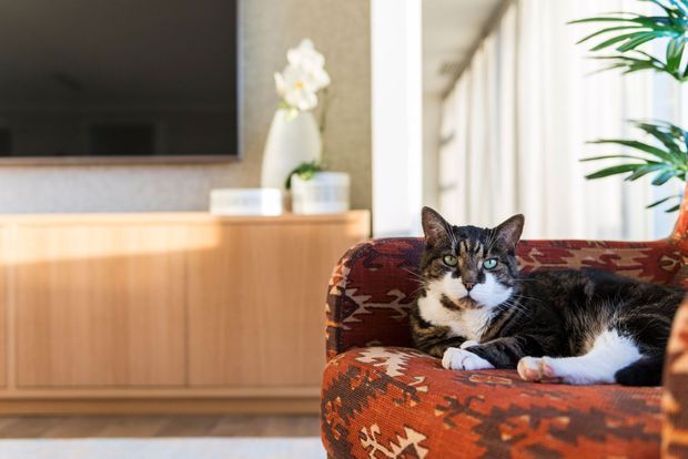 A warmly lit living room featuring a patterned upholstered armchair with a cat resting on it. A timber-toned built-in media console and wall-mounted television sit in the background, with a potted plant and bright glazing adding natural light.
