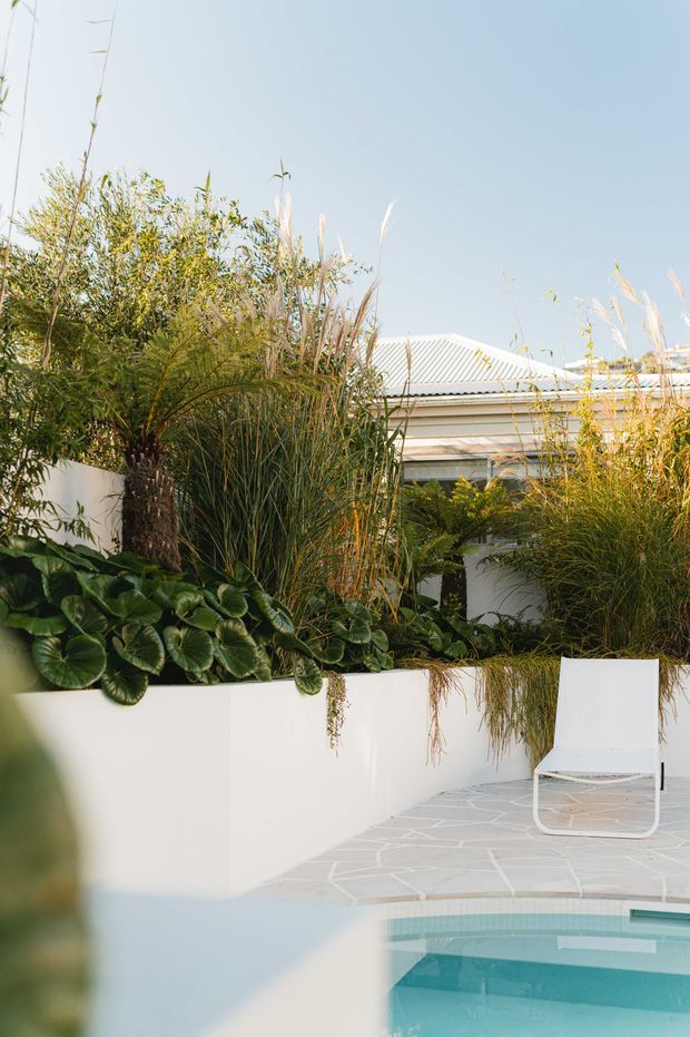 A bright landscaped poolside courtyard with a turquoise swimming pool in the foreground, pale irregular stone paving, crisp white rendered planter walls, lush ornamental grasses and broad-leaved planting, and a simple white outdoor lounge chair. A low light-coloured building with a corrugated metal roof is visible behind the garden.
