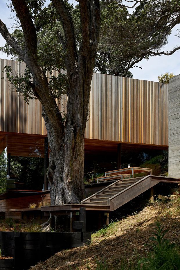 Exterior view of a contemporary multi-level residence integrated into a sloped, wooded site. A large mature tree stands prominently in front of the building, with extensive vertical timber cladding, dark glazed openings, exposed timber soffits, and a raised timber stair and deck system. Concrete walling and landscaped embankments reinforce the stepped composition.