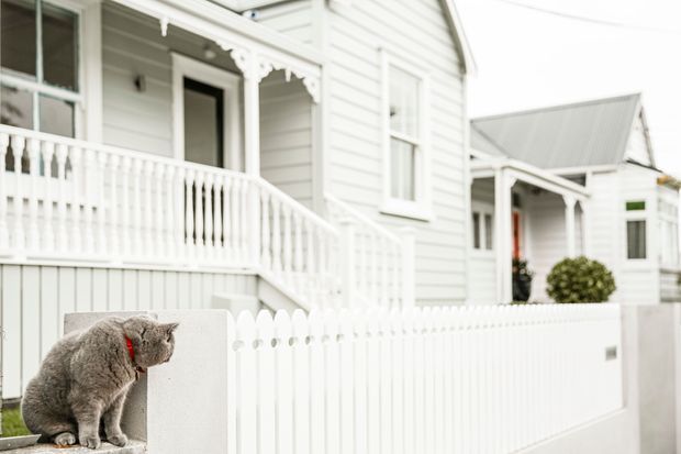 A bright exterior streetscape showing a white weatherboard house with ornate traditional verandah detailing, decorative balustrades, a pitched metal roof, and a white picket fence. A grey cat sits in the foreground on the fence, while a similar neighbouring dwelling is visible behind it.