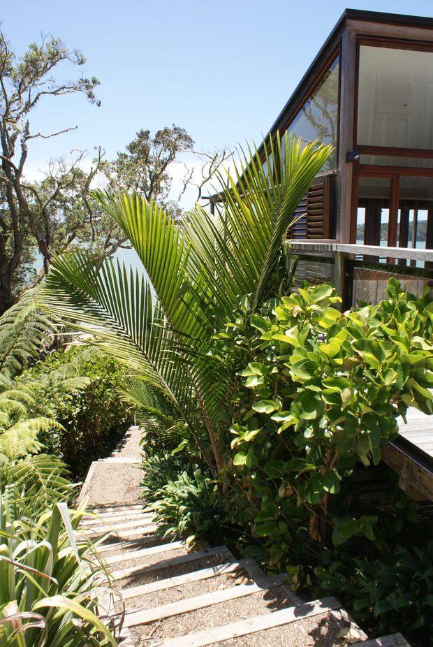 Exterior view of a contemporary timber-framed house integrated into lush coastal vegetation. A narrow timber stair and walkway descend through dense tropical and native planting, with palms and ferns in the foreground. The building has extensive glazing, dark timber framing, a raised deck or balcony, and glimpses of blue water beyond.