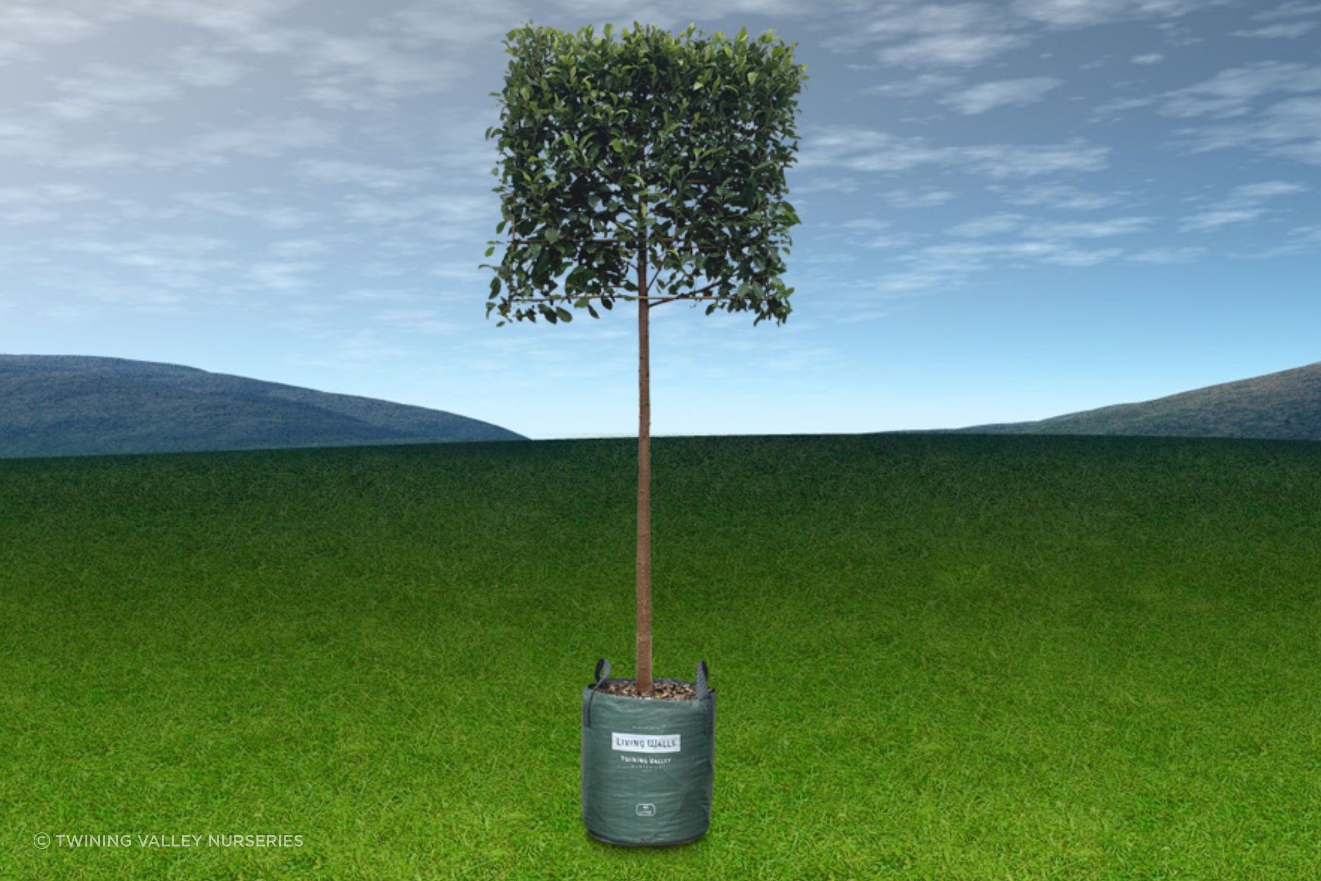Pleached Screen – instant screening above a clear stem