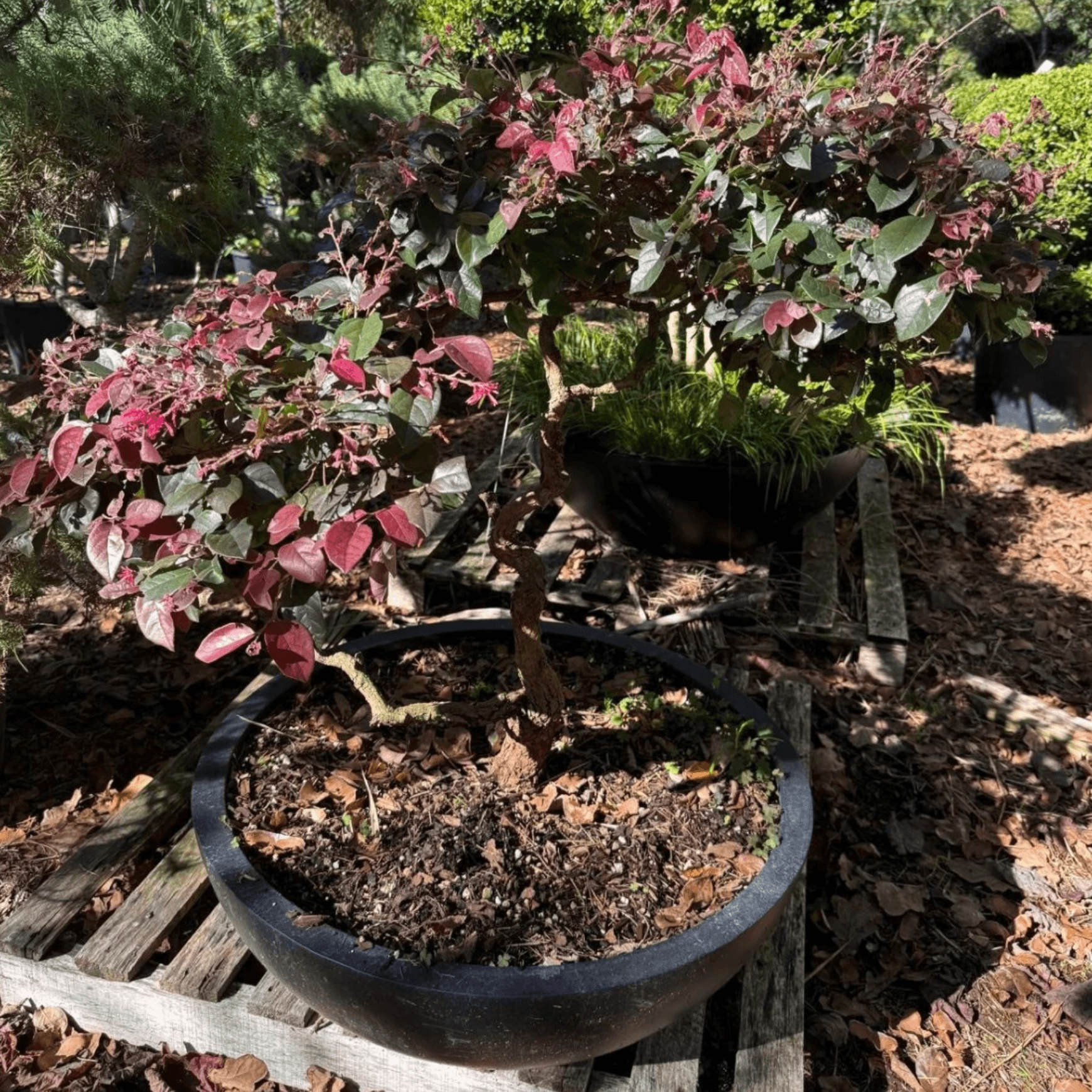 Loropetalum Burgundy – Bonsai Style