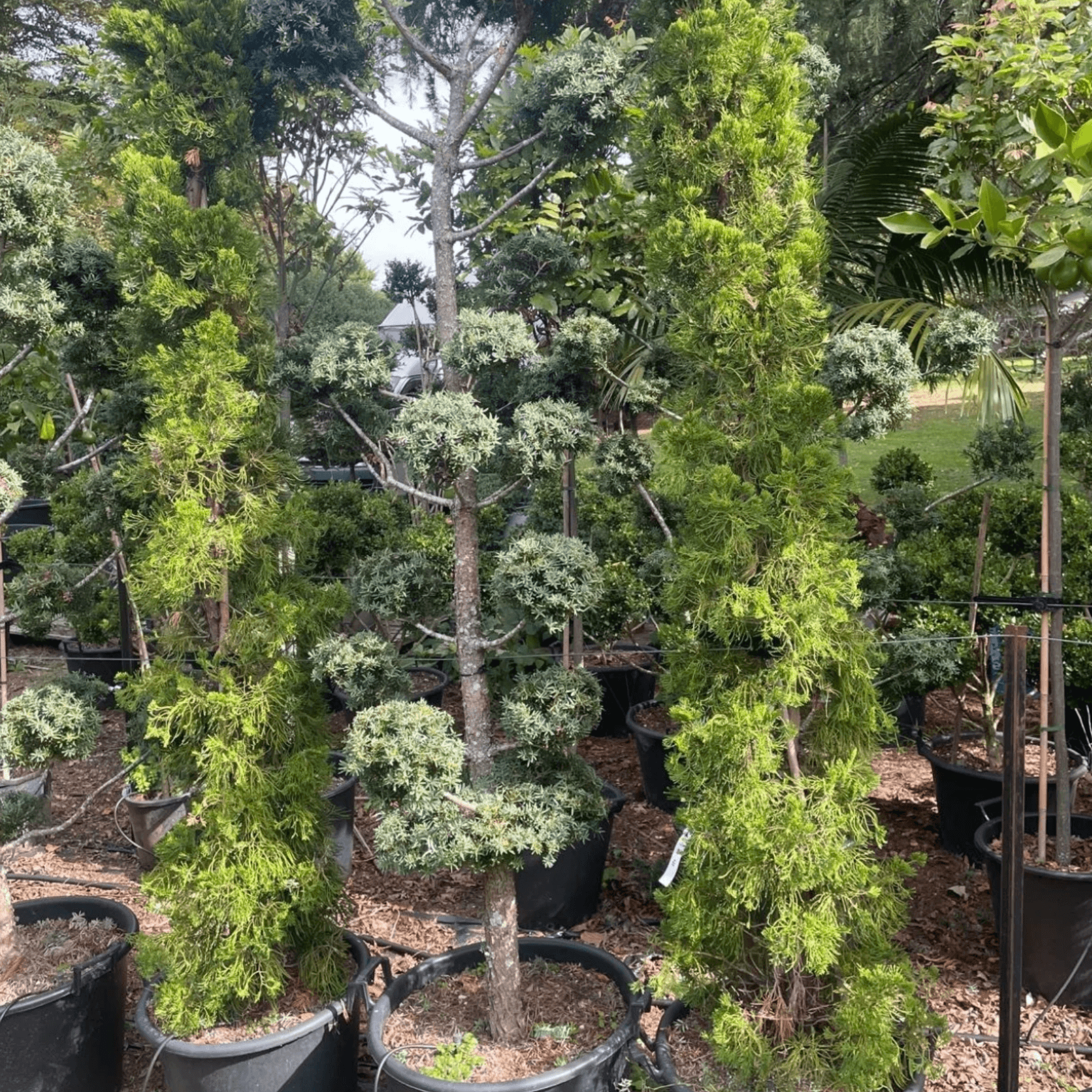 Podocarpus Matapouri Blue – Clouds