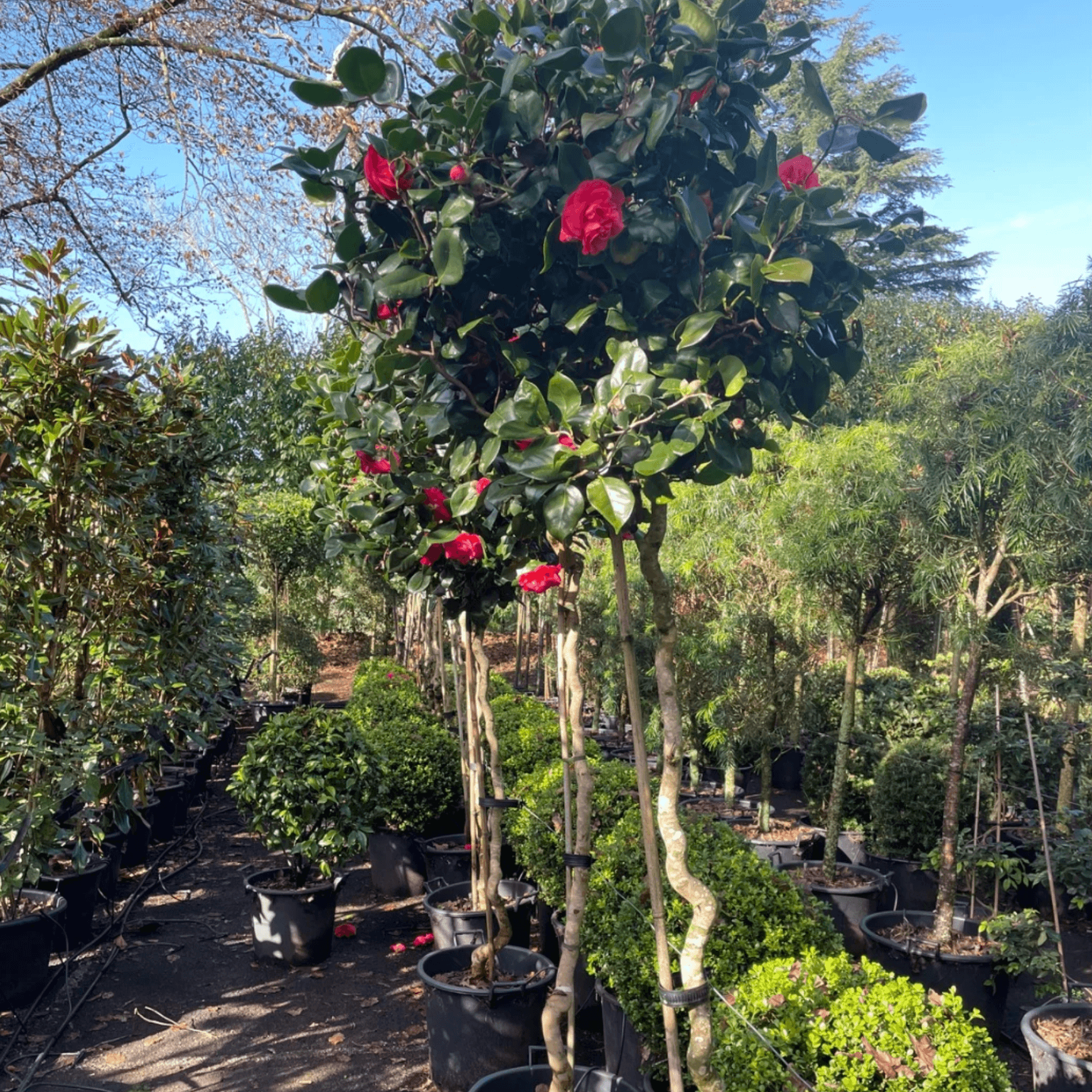 Camellia Curly Lady – Standard