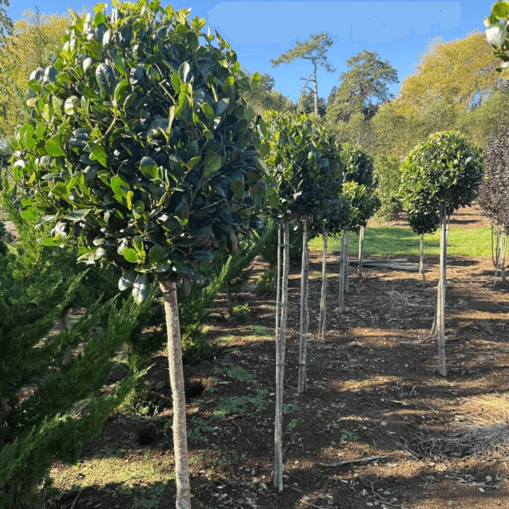 Ilex Largo – Standard