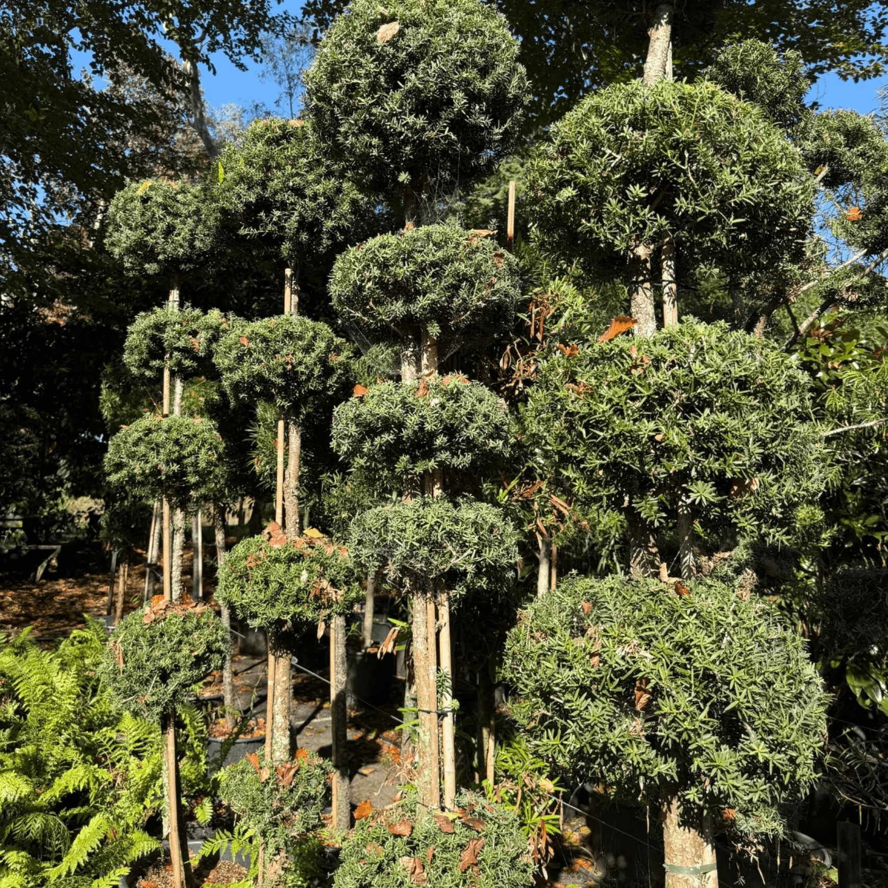 Podocarpus Matapouri Blue – Multi-Balls