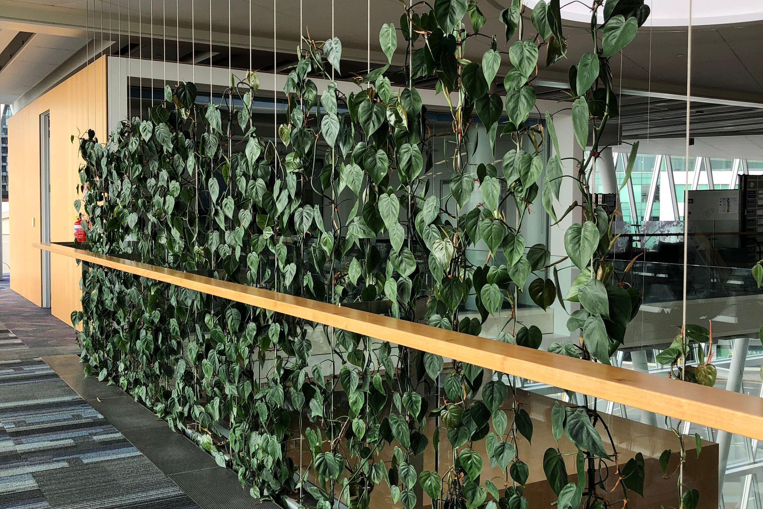 Plant Installations On Wires | Hire Plants