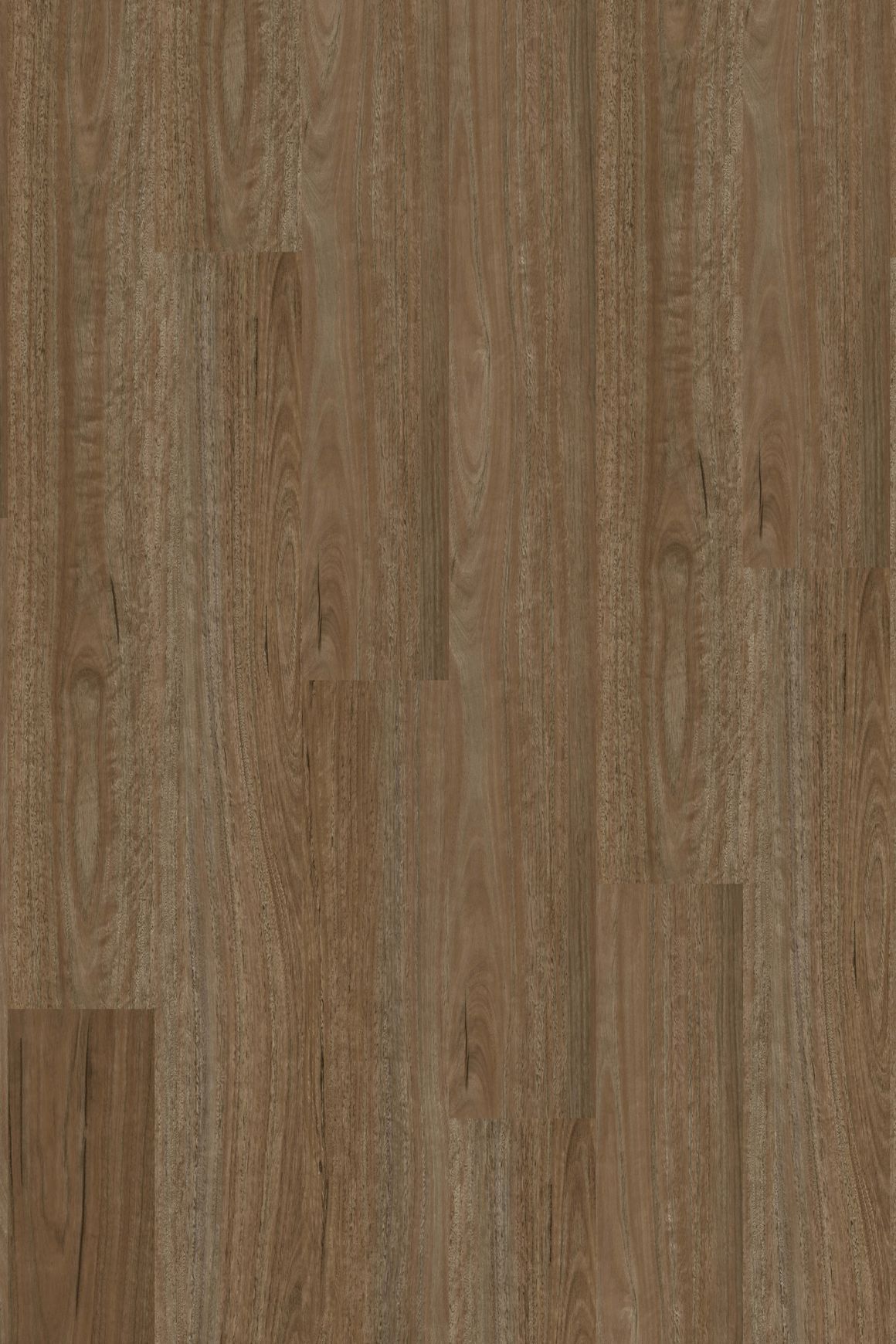 Natural Creations ArborArt | Morning Spotted Gum