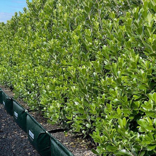 Pittosporum ‘Green Lustre’ instant hedge.