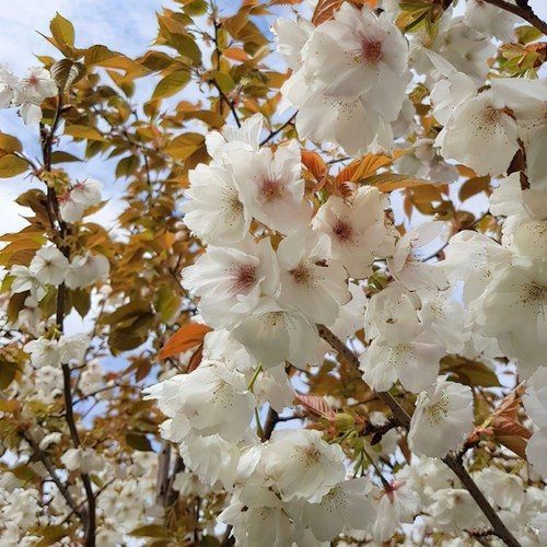 Prunus serrulata 'Tai Haku' | Great White Cherry