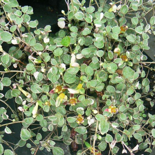 Fuchsia Procumbens 'Variegata' / Creeping or Trailing Fuchsia