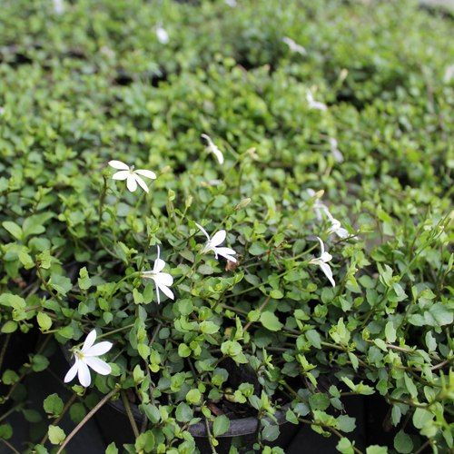 Lobelia Angulata / White Star Creeper Plant
