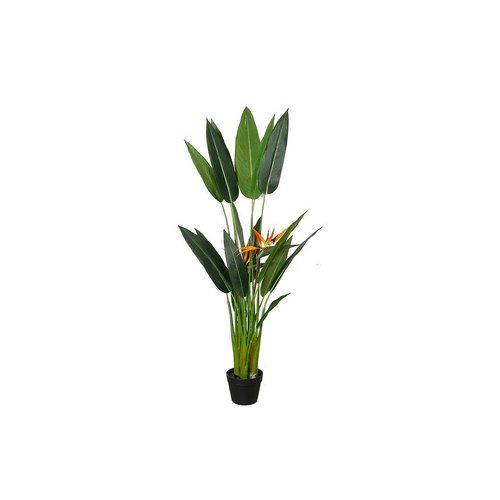 Bird Of Paradise Potted 1.4M