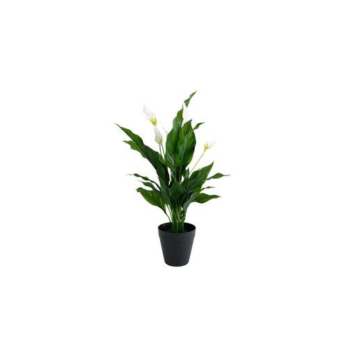 Peace Lily W/Flowers Potted 48Cm