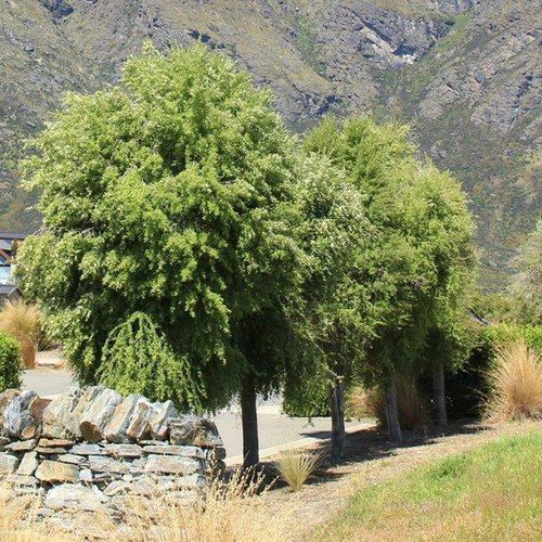 Hoheria angustifolia | NZ Native Lacebark