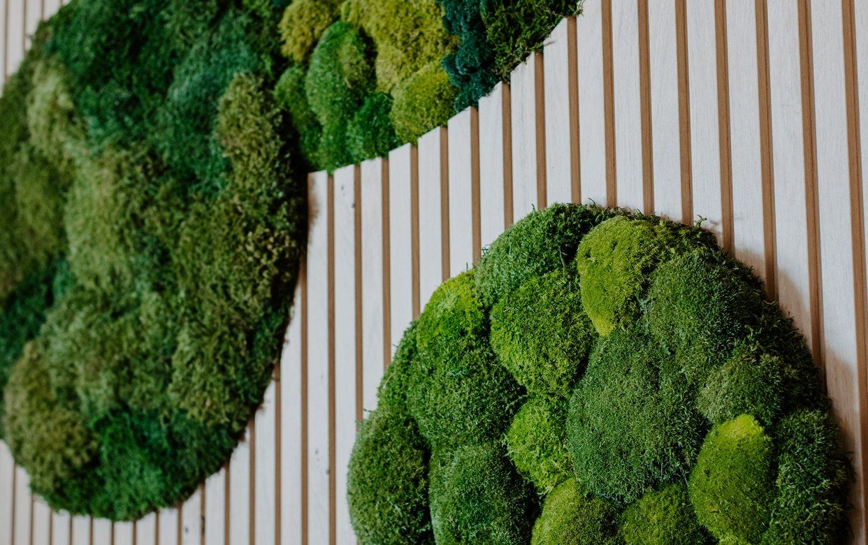 The Enchanted Forest Wall: A Moss Feature at the AD Library in Wanaka