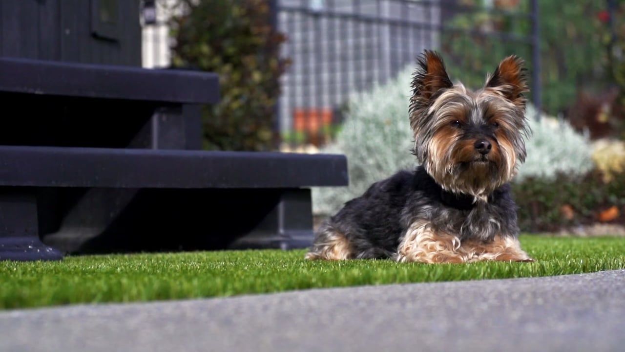Paul Kinsman: Why SmartGrass is the best thing they’ve ever done video