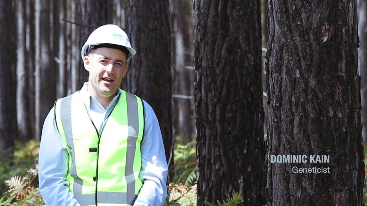 Responsible Wood on location with HQPlantations