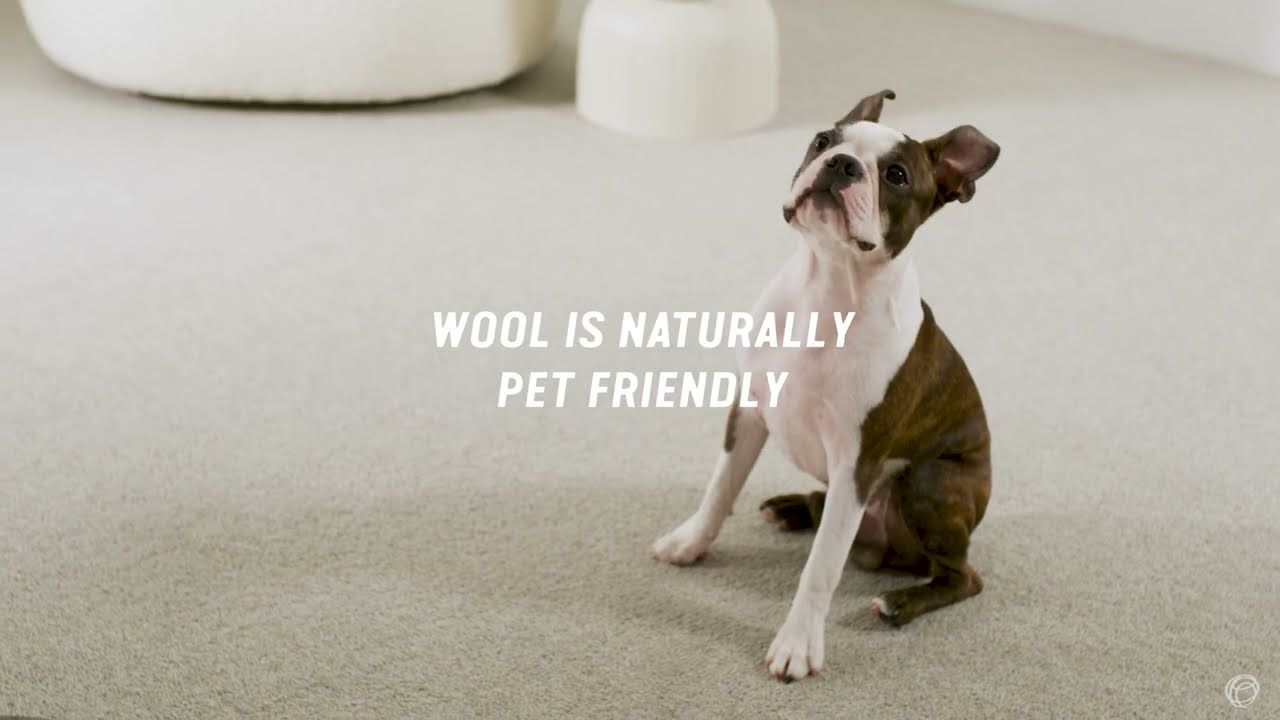 Pet Friendly Wool Carpet