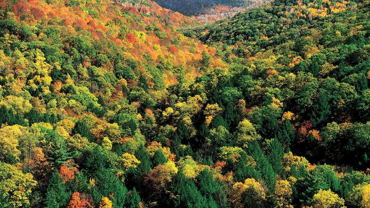 Species Diversity in American Hardwoods