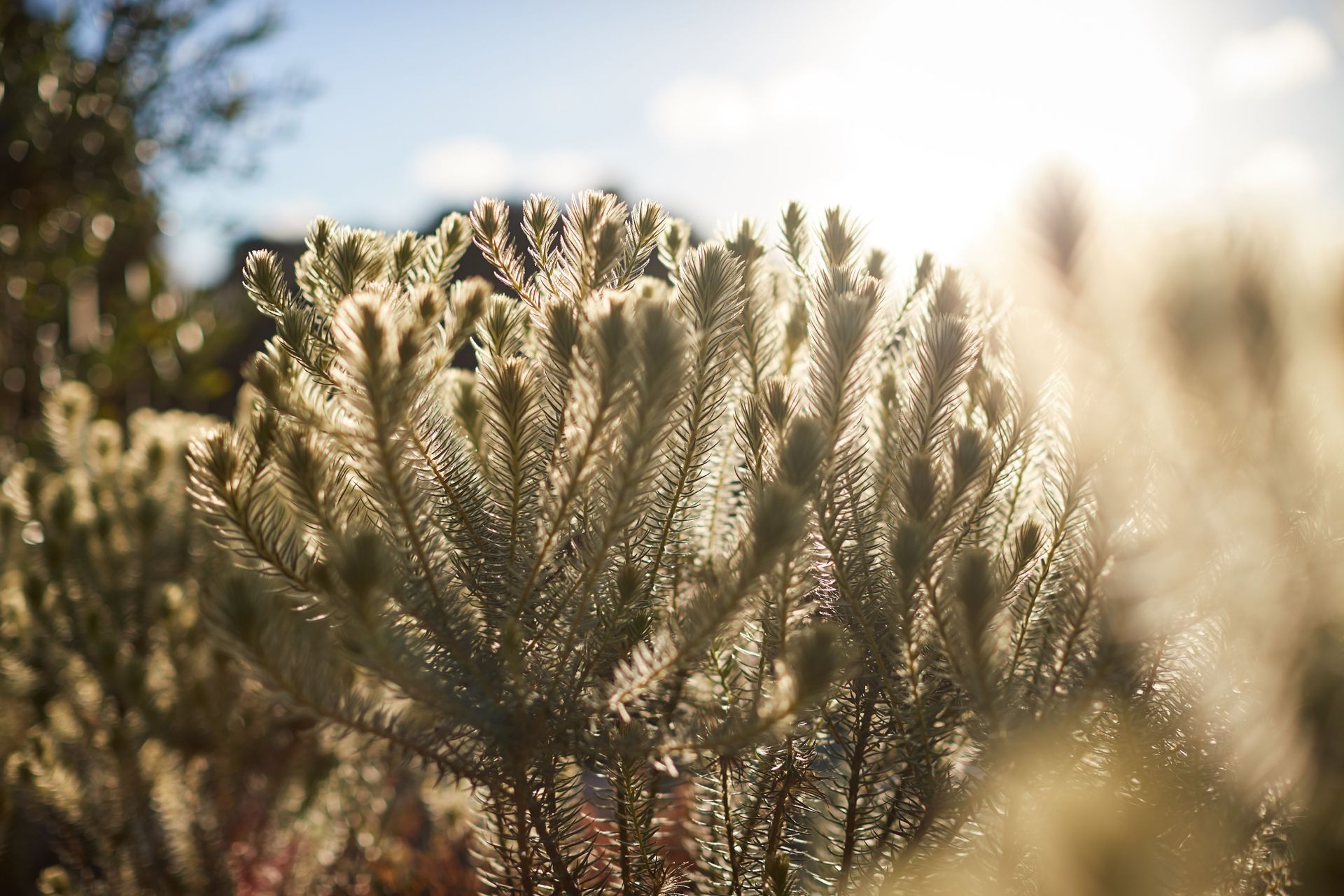 Kingsland Natural Garden