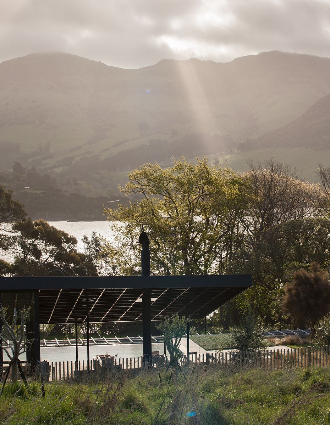 Annandale Olive Grove