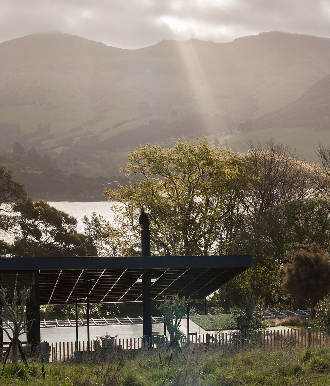 Annandale Olive Grove