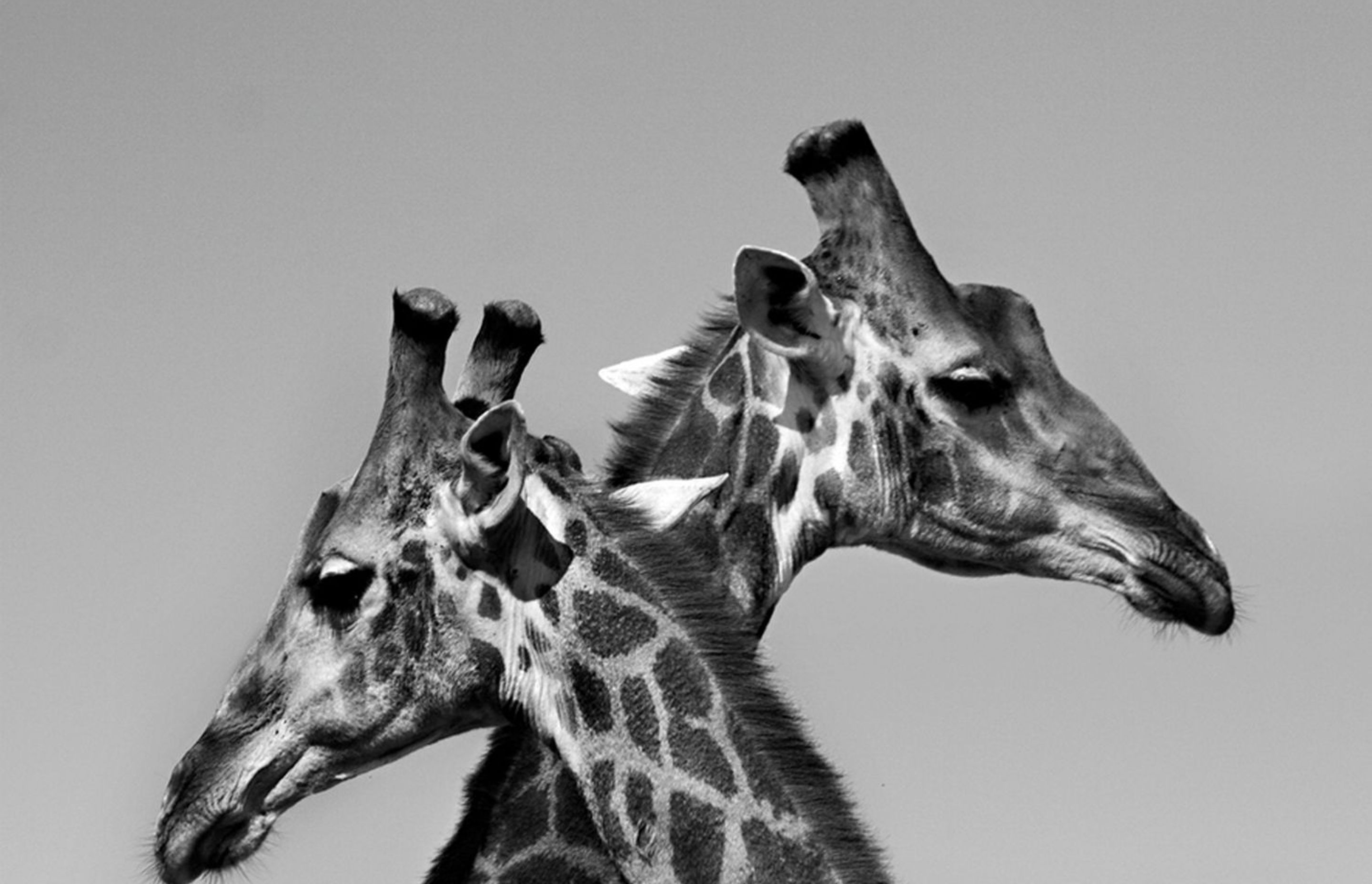 Auckland Zoo Giraffe House