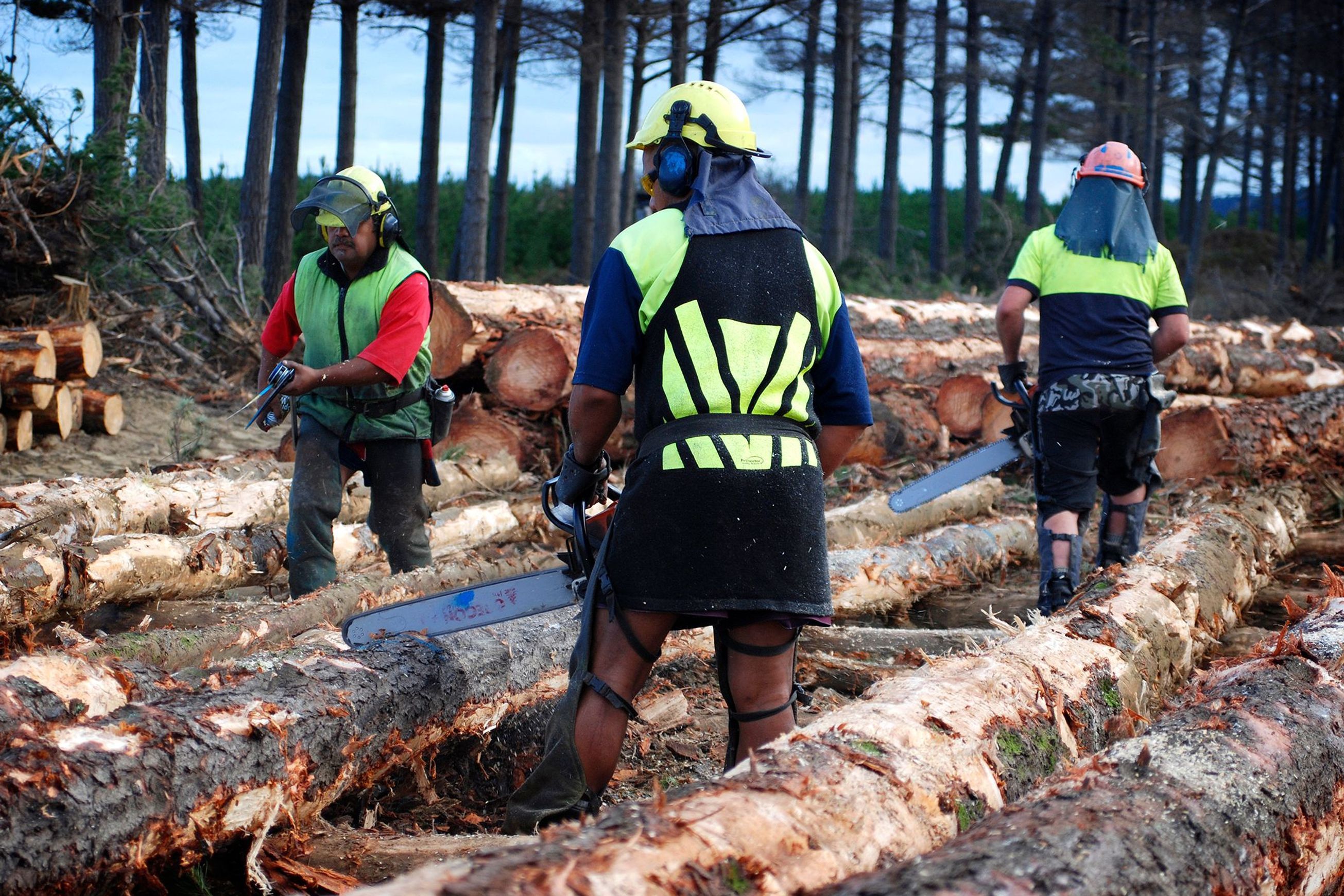 Forestry | Premium Wood Solutions