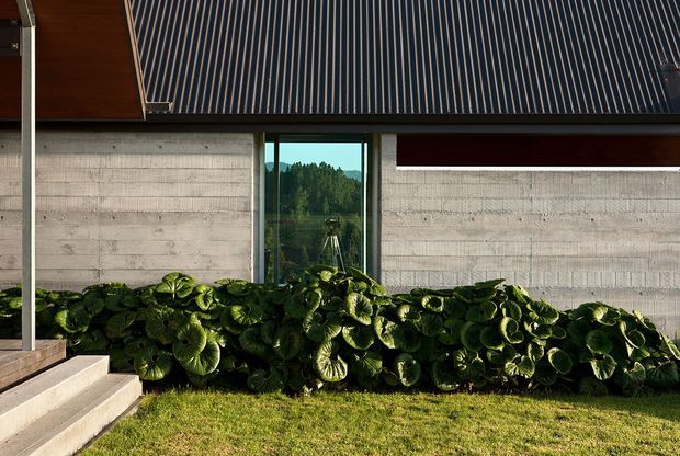 Exterior architectural view of a contemporary building with a steep ribbed metal roof, exposed horizontal concrete walls, dark timber soffit accents, and a narrow glazed opening reflecting surrounding trees. Dense leafy planting borders the wall beside concrete steps and a lawn.