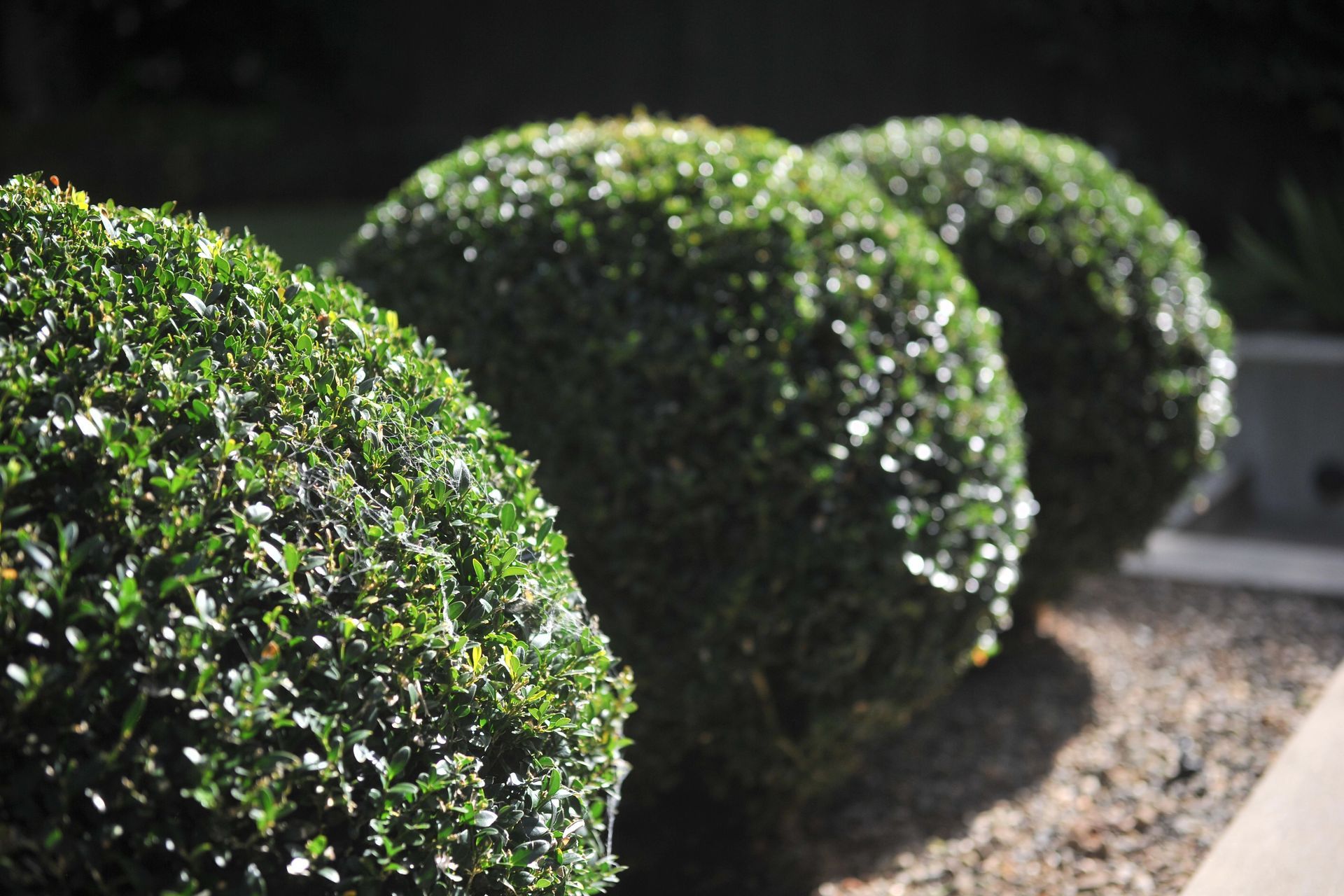 Contemporary City Garden, Parnell
