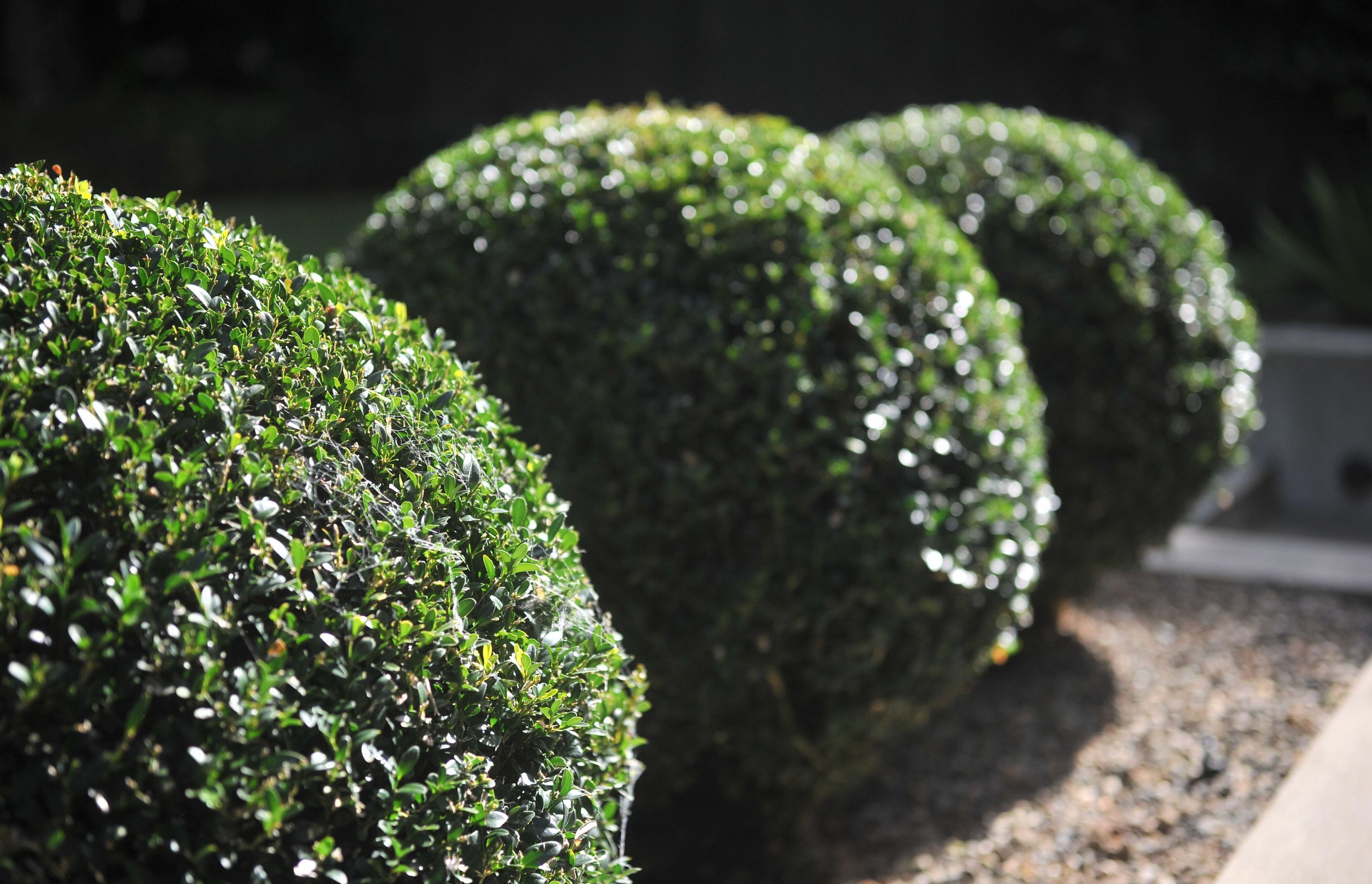 Contemporary City Garden, Parnell