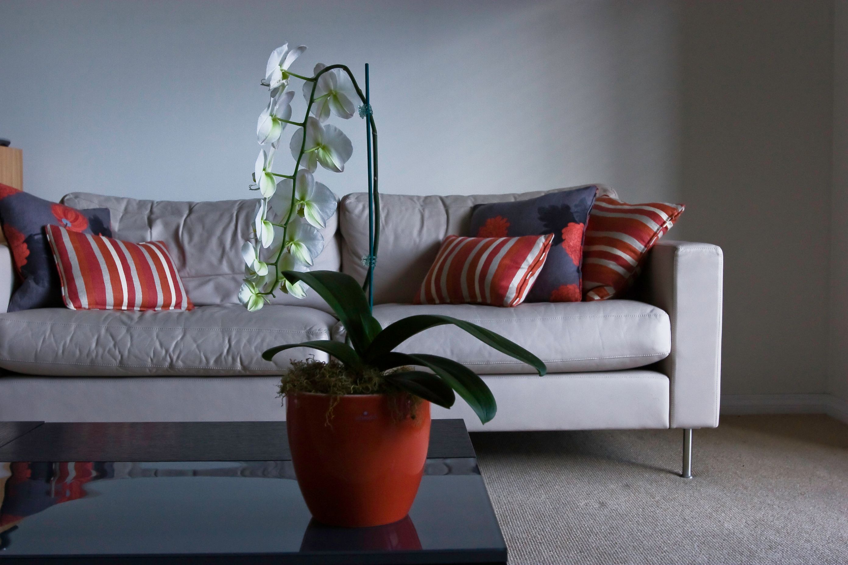 Bachelor Pad