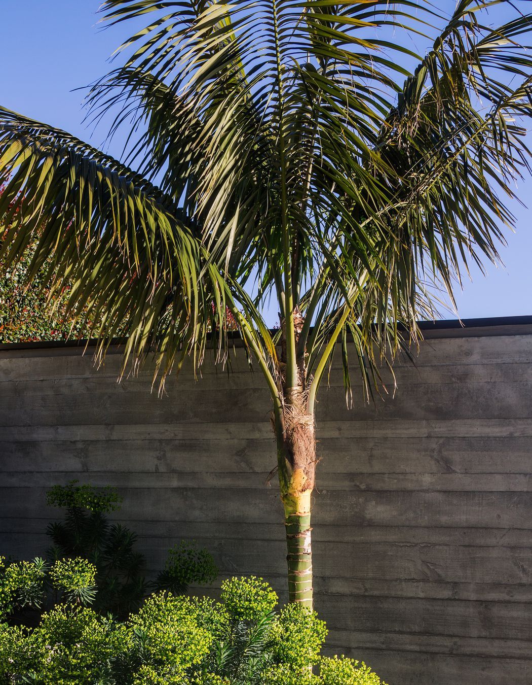 Remuera House