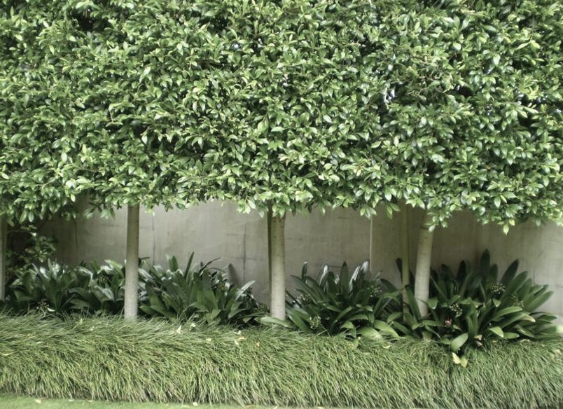 Plantings