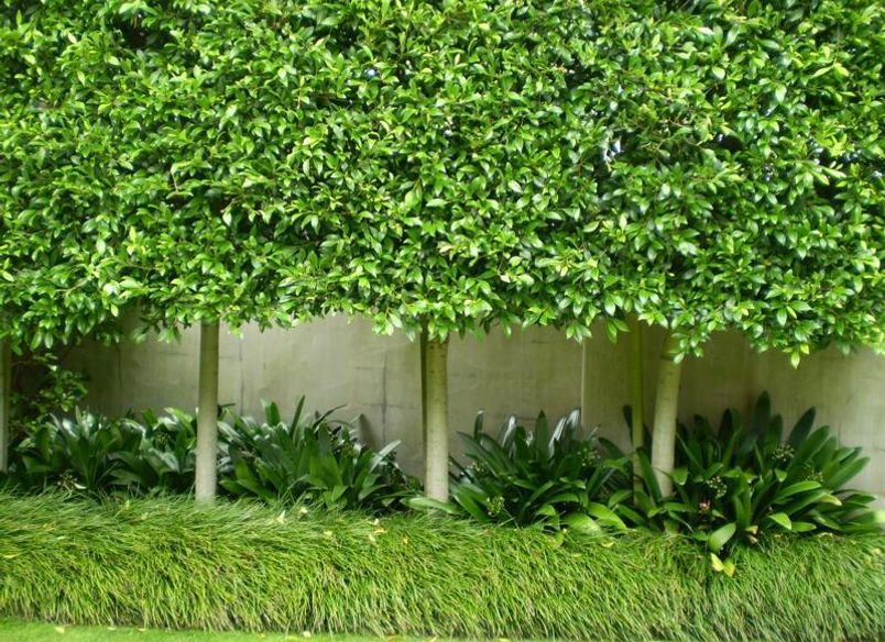 Plantings
