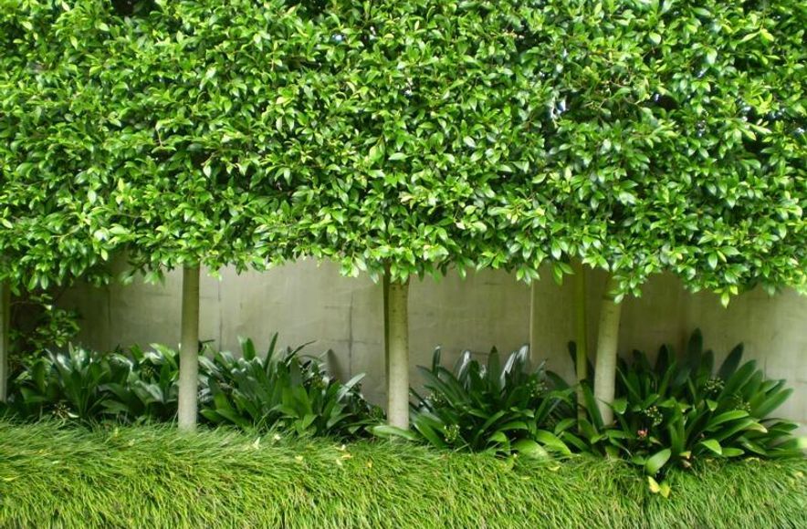 Plantings