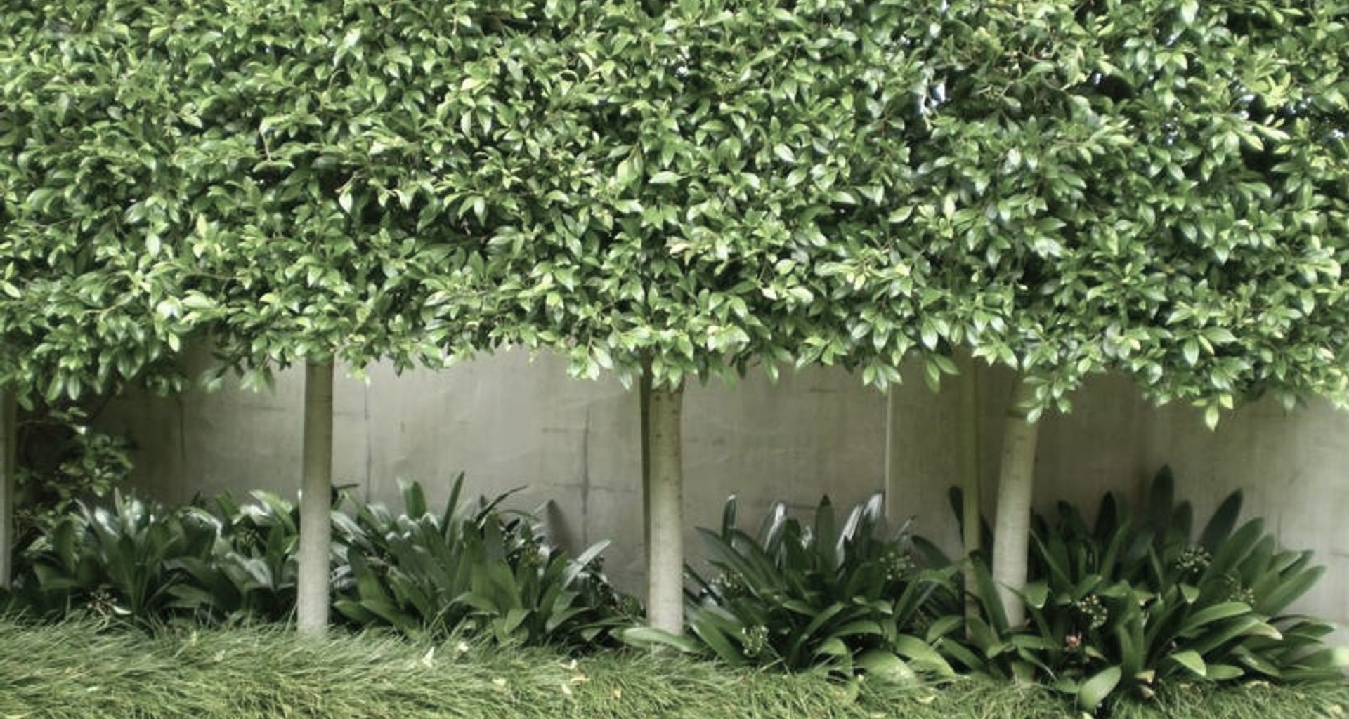 Plantings banner