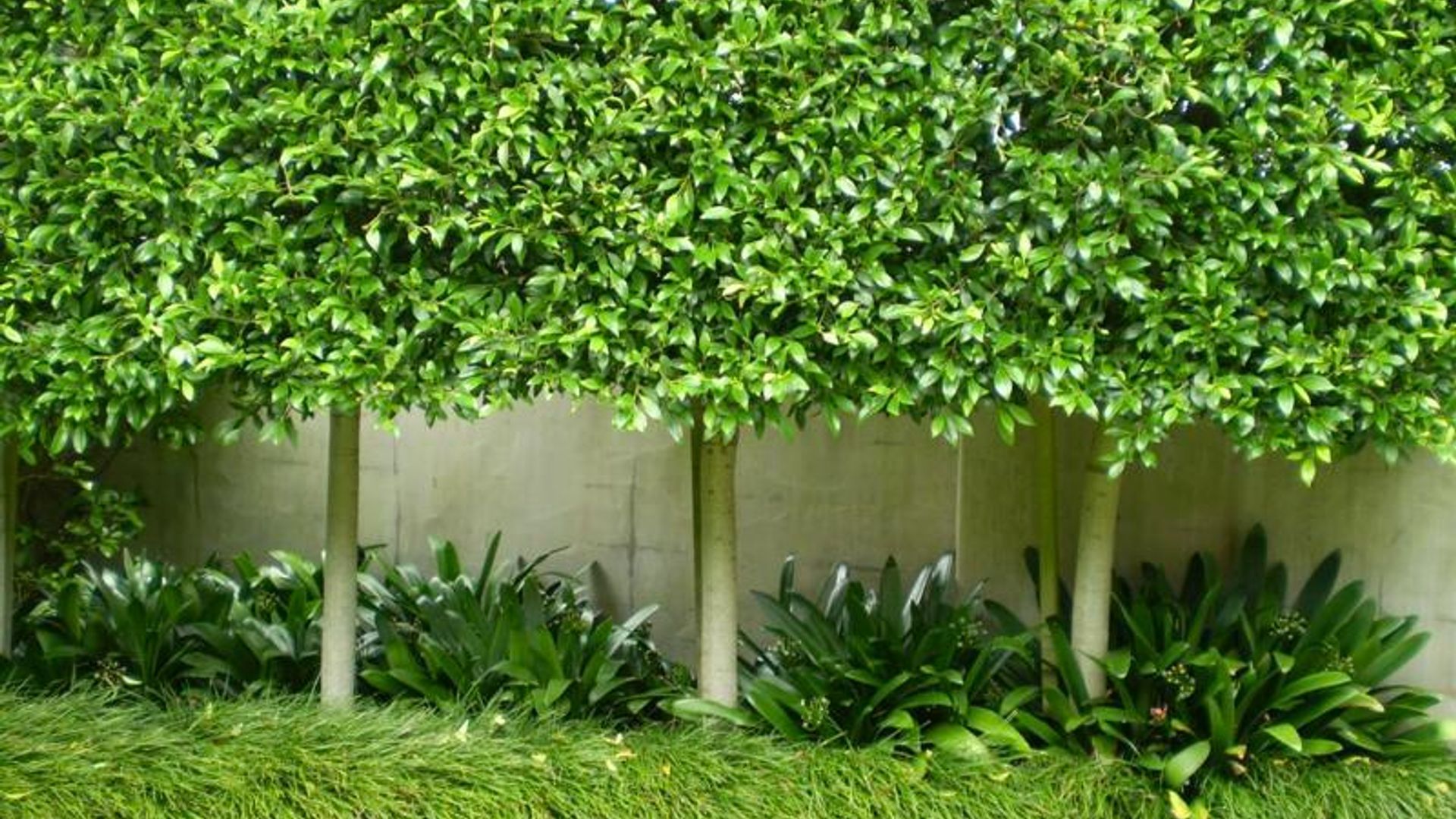 Plantings banner