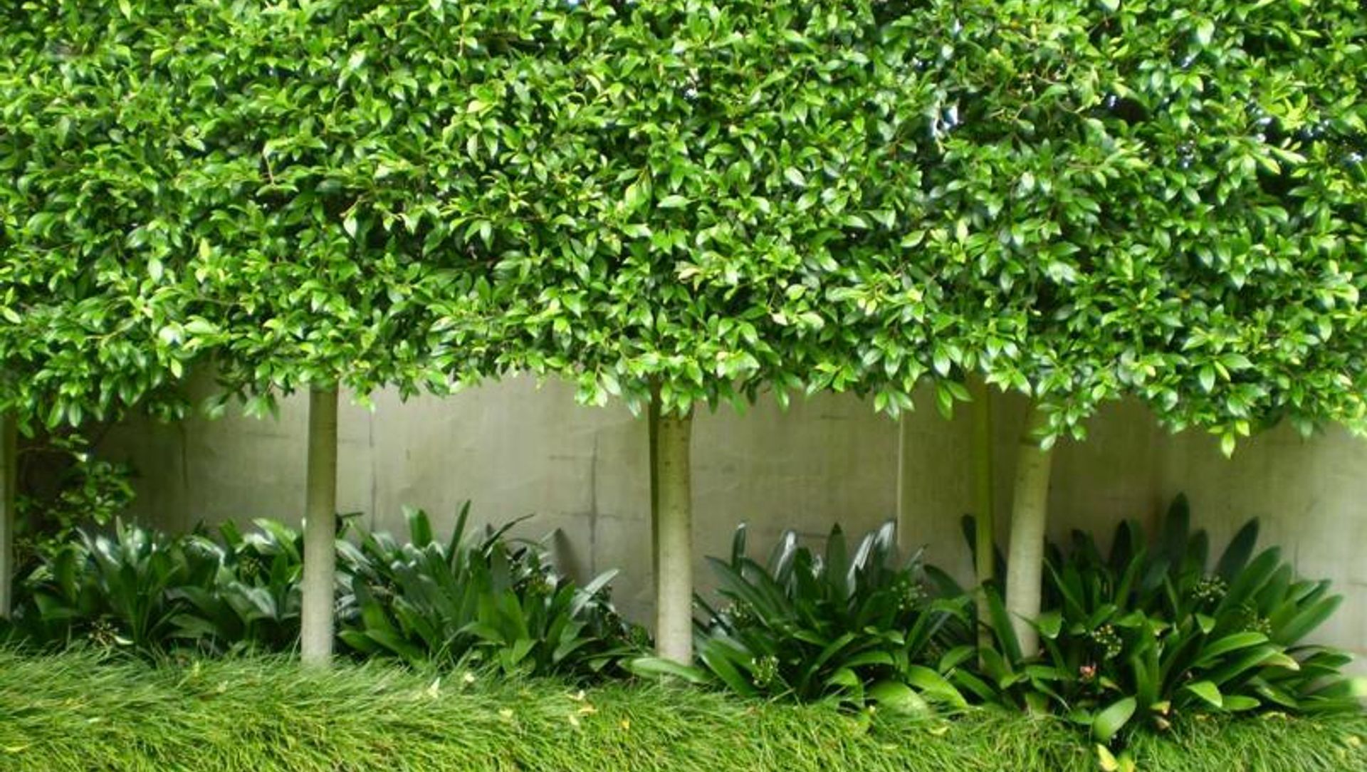 Plantings banner