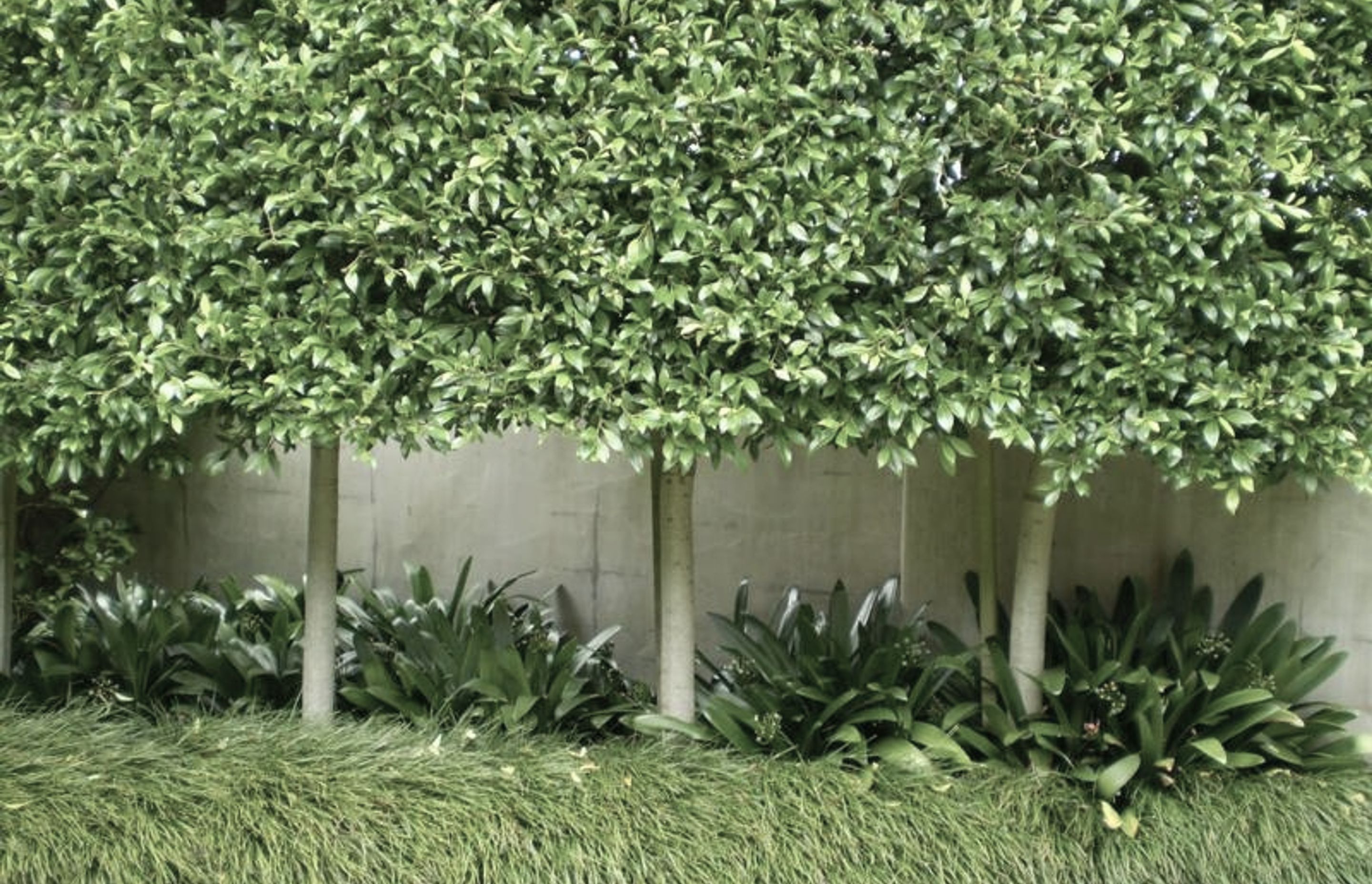Plantings