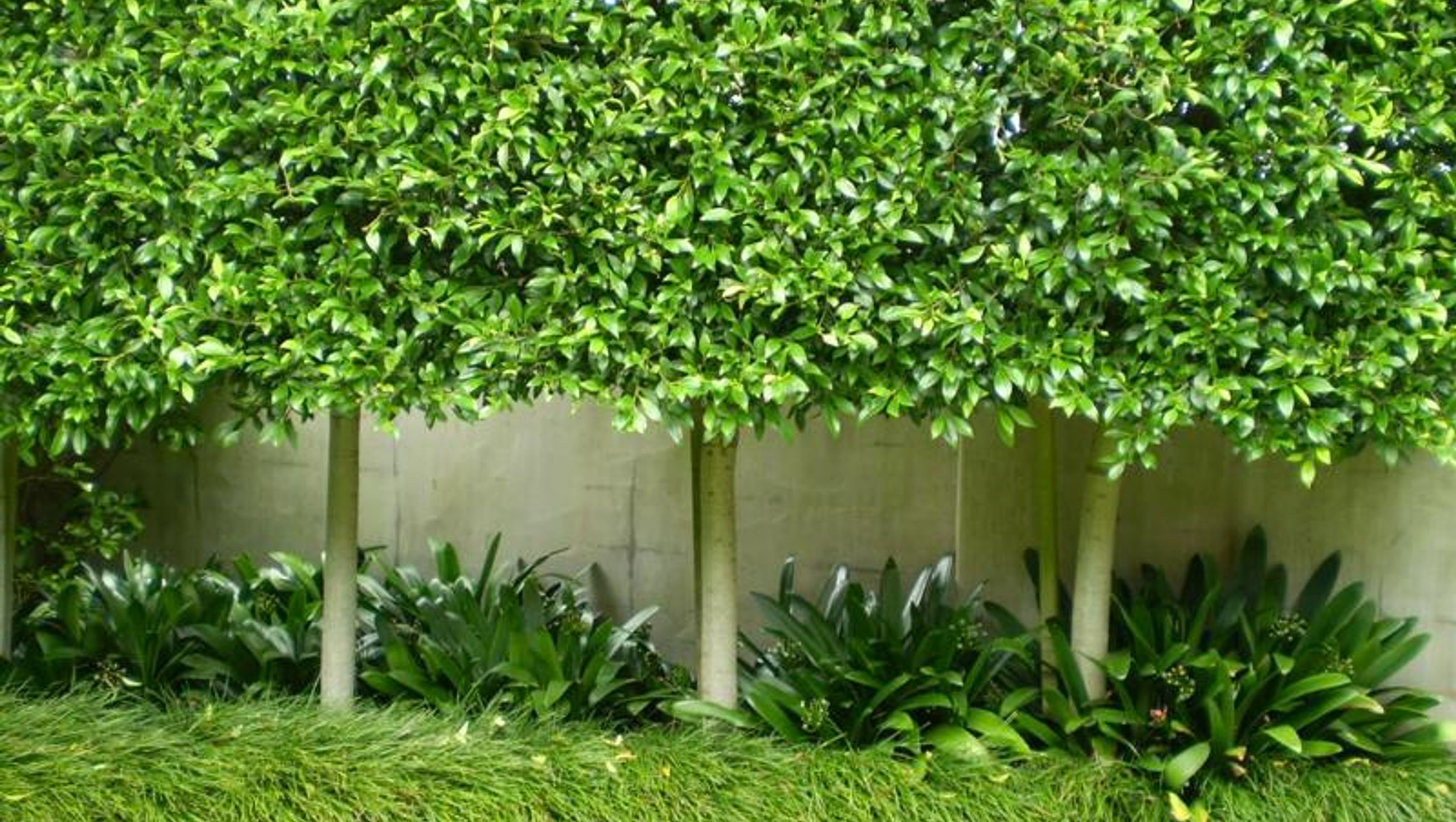 Plantings