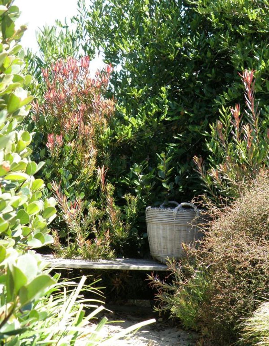 Plantings