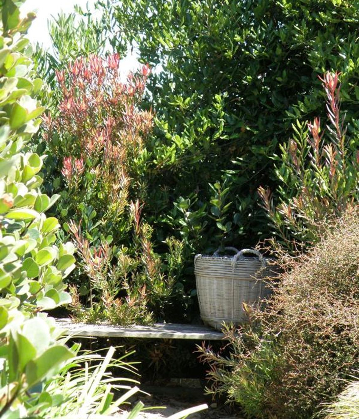 Plantings