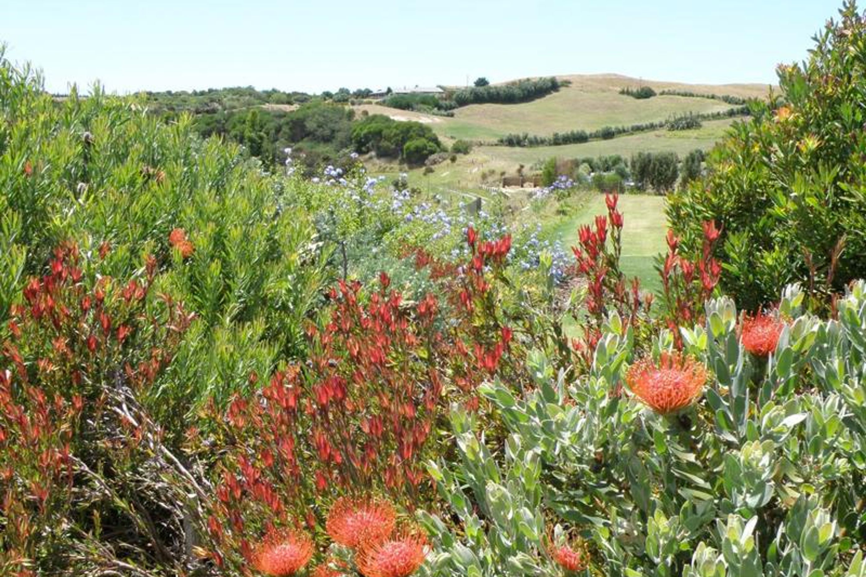 Plantings